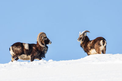 View of two dogs on snow covered land