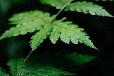 Close-up of plant leaves