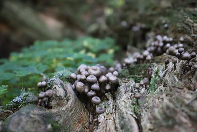 Close-up of moss growing on rock