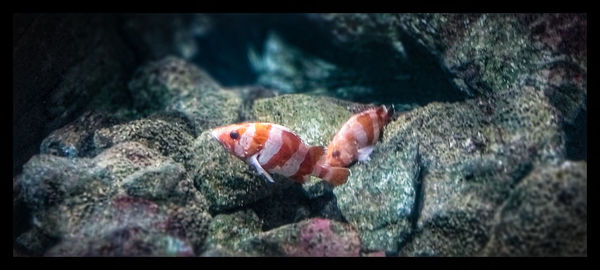 Fish swimming in sea