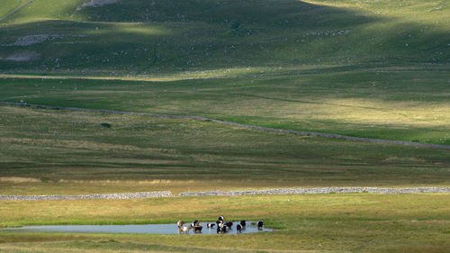 View of a horse on field