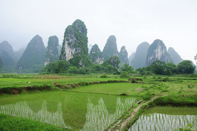 Scenic view of agricultural field against clear sky