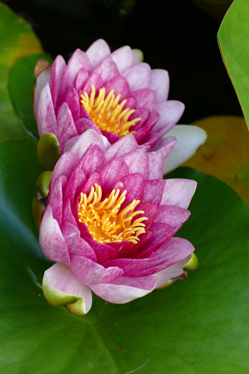 CLOSE-UP OF PINK LOTUS WATER LILY IN BLOOM