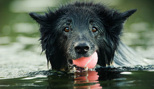 Close-up of portrait of black dog holding ball in lake