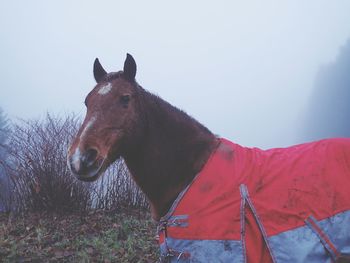 Horse standing on a land