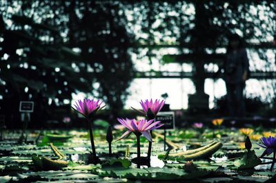 Close-up of lotus water lily in water