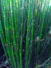 Full frame shot of bamboo on field