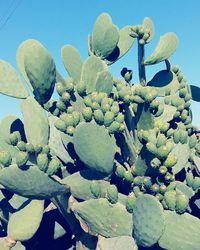 Close-up of prickly pear cactus