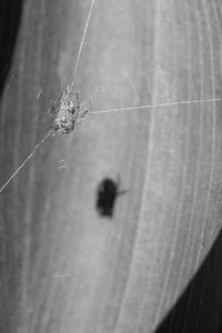 Close-up of spider on web