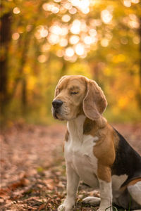 Dog looking away