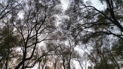 Low angle view of trees