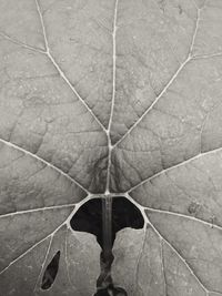 Close-up of leaves