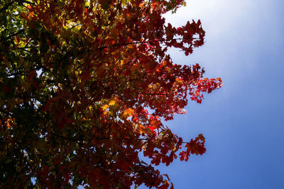 Low angle view of autumnal tree against sky