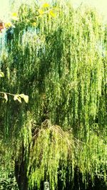 Plants growing on tree