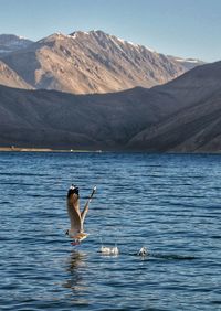 Ducks in a lake