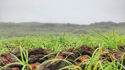 Scenic view of field against clear sky