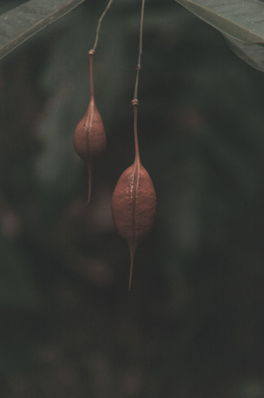 CLOSE-UP OF DRY PLANT