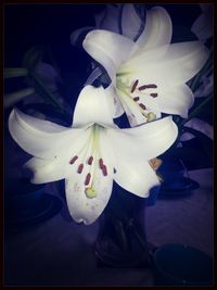 Close-up of white flowers