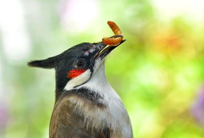 Close-up of a bird looking away