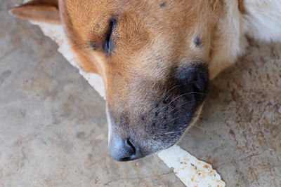 Close-up of a dog