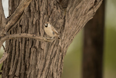 View of bird perching on tree trunk