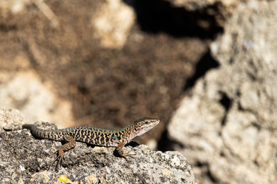 Close-up of a lizard on rock in pompeii.