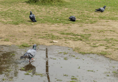 High angle view of seagulls perching on lake