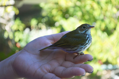 Close-up of cropped hand holding bird