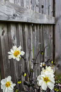 Close-up of flowers