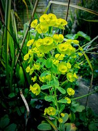 Close-up of yellow flowers blooming outdoors