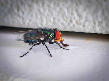 Close-up of fly on wall