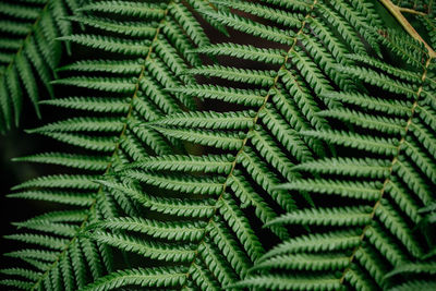 Green fern leaves texture close-up natural background
