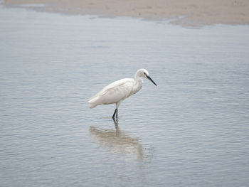 Bird in a lake