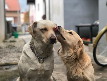 Close-up of dog outdoors