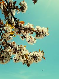 Low angle view of cherry blossom against clear blue sky