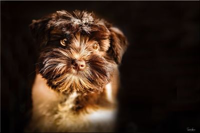 Close-up portrait of a dog