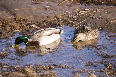 High angle view of couple of mallard ducks foraging in puddle on the st. lawrence river shore 