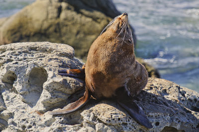 High angle view of sea lion on rock