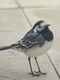 Close-up of bird perching on footpath