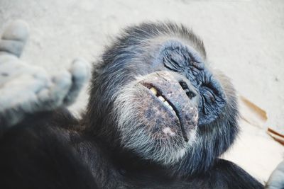 Close-up of a sleeping