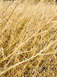 Full frame shot of plants