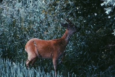 Cat standing on grass