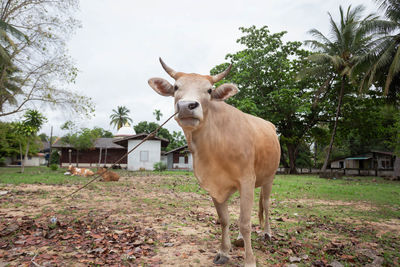 Portrait of a horse on field