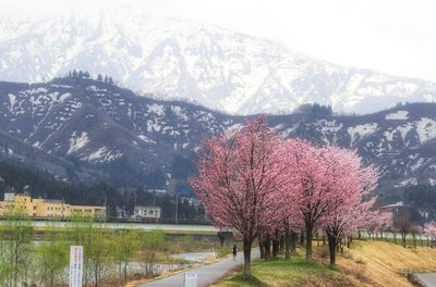 View of autumn trees on mountain road