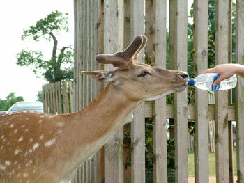 Cropped image of hand feeding water to deer