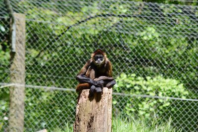 Portrait of monkey in cage at zoo