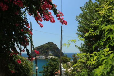 Low angle view of flowering plants against sky