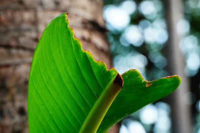 Close-up of green leaves on plant