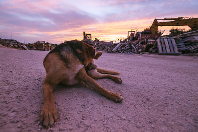 Dog relaxing on road against scrap metals at junkyard