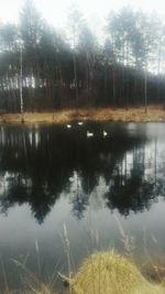 Reflection of trees in water